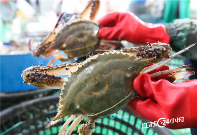 分拣鲜活梭子蟹 农产品标准化与质量控制的关键环节