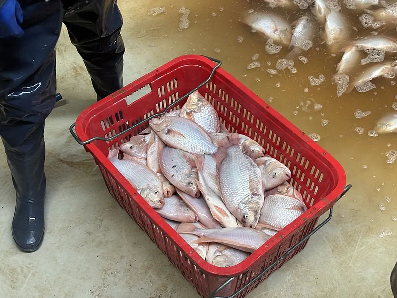 石堡养殖桶激起“致富浪” 新春走基层探访年年有“鱼”的乡村振兴新图景