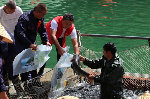 从“放水养鱼”到“放鱼养水” 安康岚皋的生态致富新路径